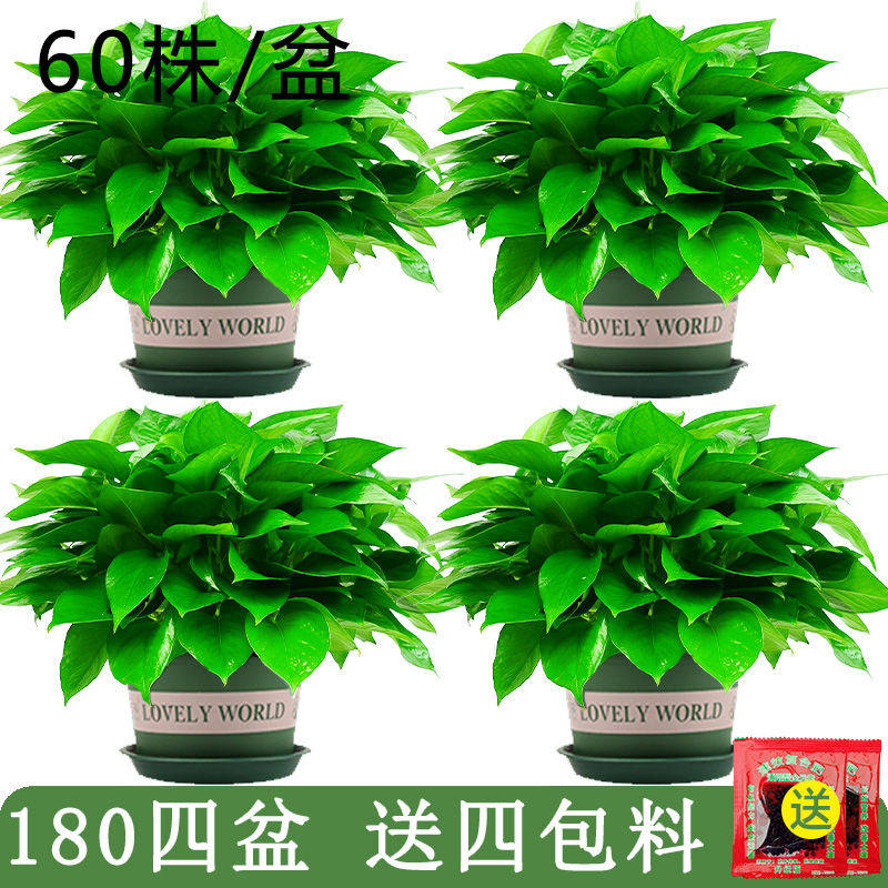 绿萝盆栽室内花卉除甲醛新房