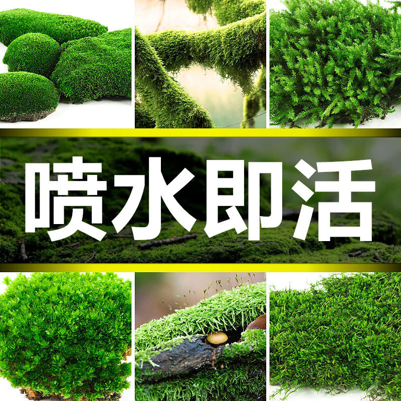 鲜活苔藓微景观盆景盆栽铺面青苔植物白发藓假山草水陆缸造景材料