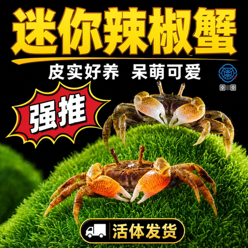 相手蟹观赏蟹彩色小螃蟹迷你辣椒蟹将军蟹变异蟹深水蟹鱼缸除藻