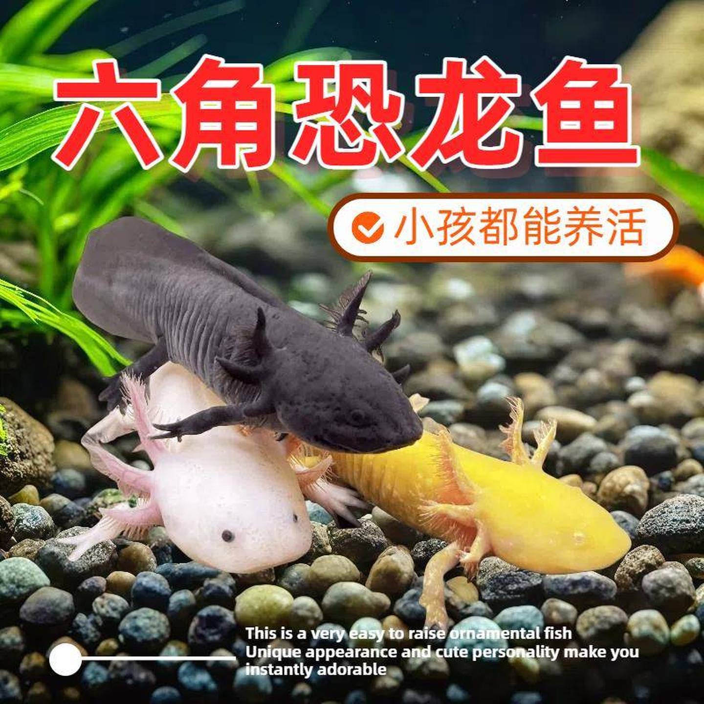 六角恐龙鱼水族鱼缸冷水淡水好养耐活小娃娃鱼宠物活体观赏鱼