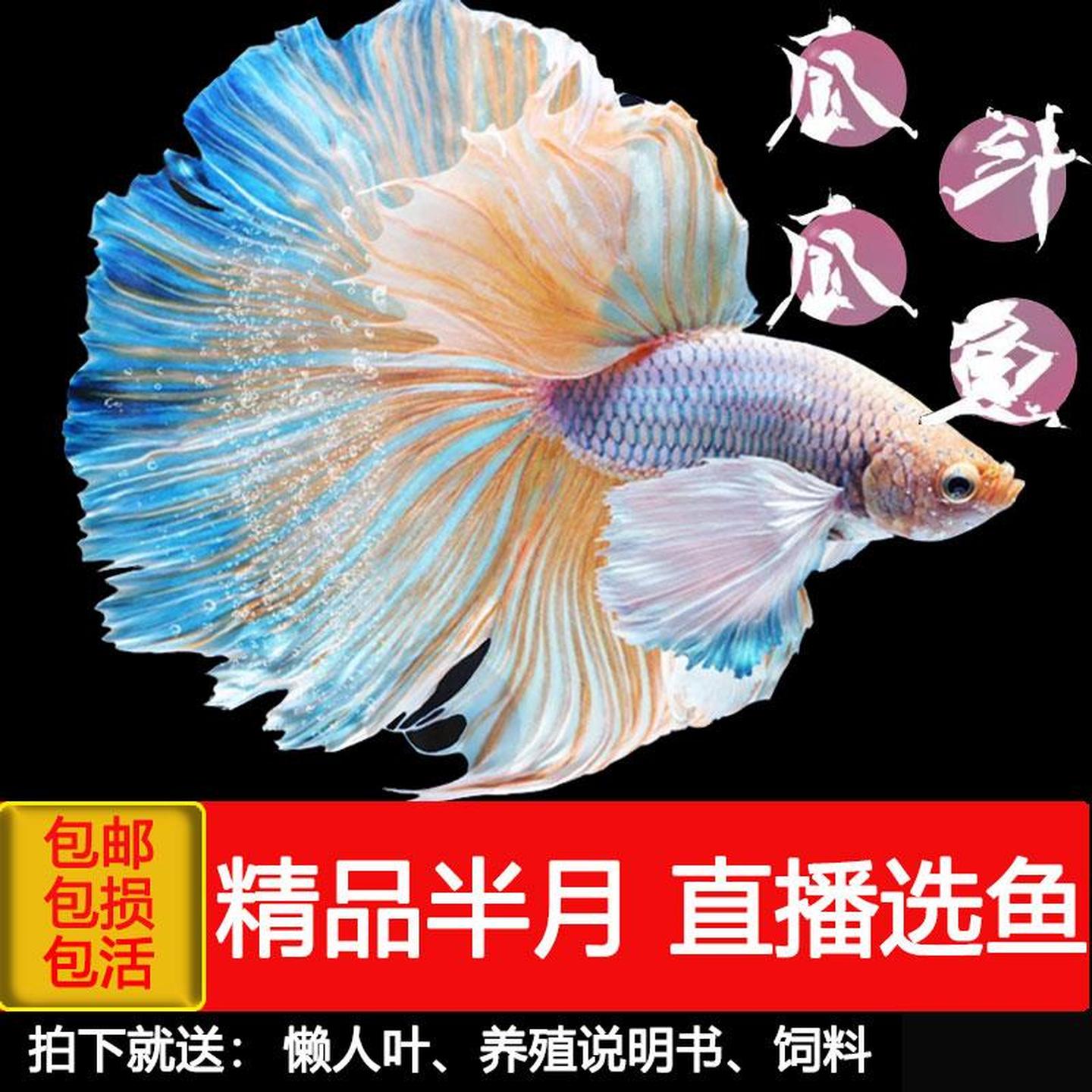泰国斗鱼活体半月狮王将军巨斗公鱼母鱼热带鱼观赏练手鱼活鱼包邮