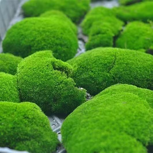 铺面新鲜微景观装饰朵朵白发藓