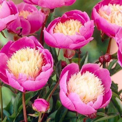 芍药种根素材模板 芍药种根图片下载 小麦优选