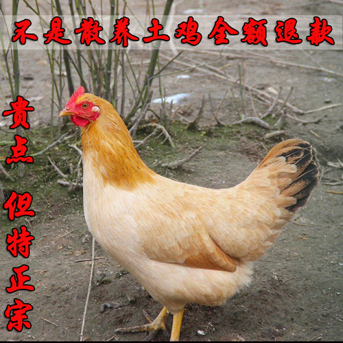 两只农家散养老母鸡土鸡现杀现发