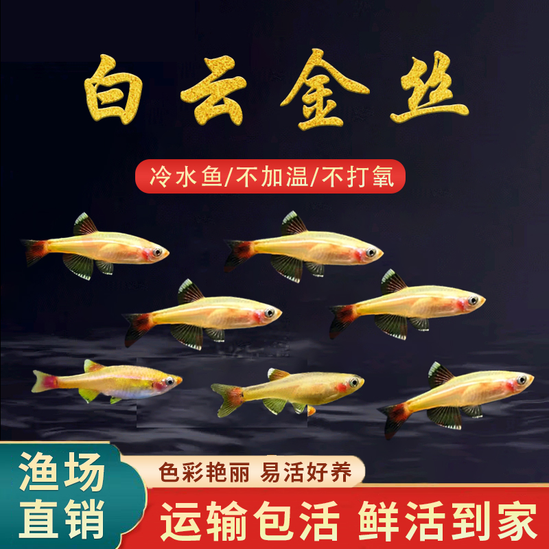 白云金丝鱼皮实耐活运输包活包损