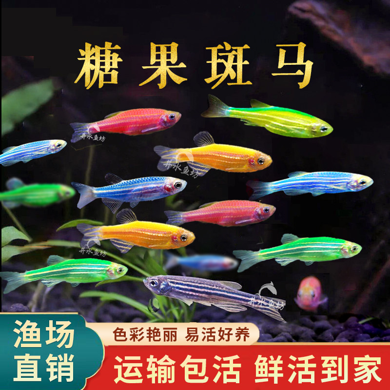 斑马鱼活体混养新手好养耐活七彩荧光淡水新手鱼小型热带观赏鱼,宠物/宠物食品及用品,鱼,淘宝优惠券,粉丝福利购,淘宝优惠卷