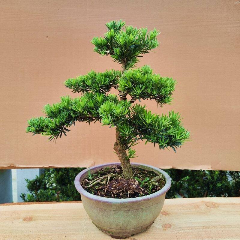 大门罗汉松盆景庭院绿植四季常青好养耐活正宗高档耐寒长青