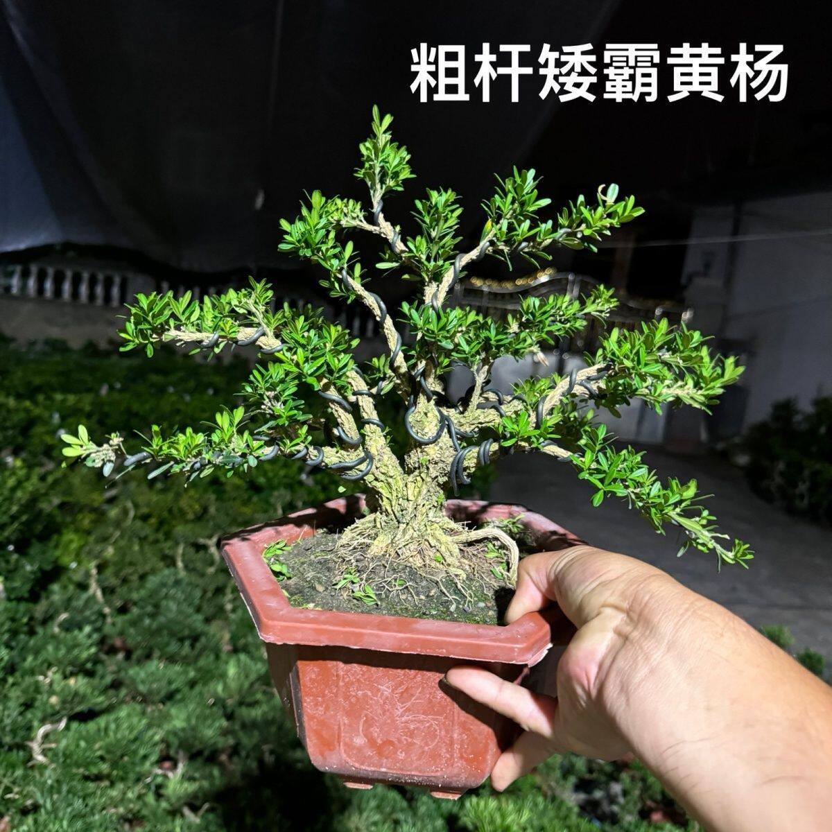 黄杨树桩造型盆景室内阳台植物花卉四季常青绿植盆栽六月雪水培