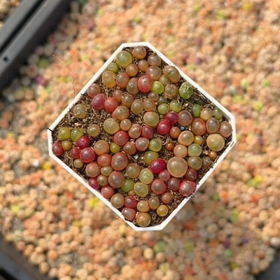 【一件包邮】生石花番杏科多肉植物切糕生石花混合彩色PP花仙珏沁