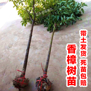 香樟树苗龙脑小苗驱蚊虫四季 常青庭院绿化工程盆栽地栽南北方种植