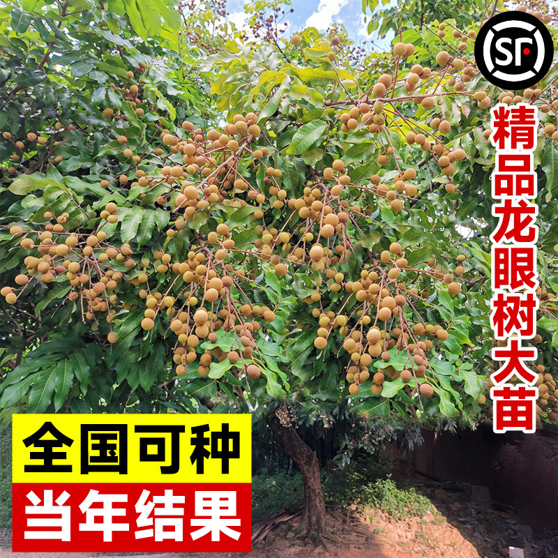 石峡龙眼树苖储良嫁接大桂图片