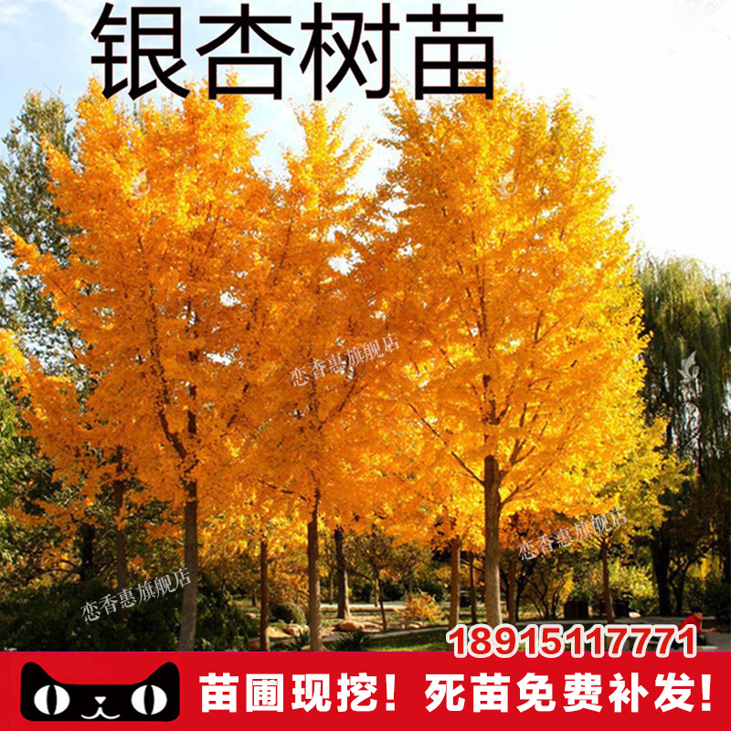 金叶银杏树苗白果活庭院别