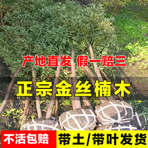 金丝楠木树苗正宗金丝楠树苗名贵苗木小叶桢楠金丝楠木苗楠木树苗-封面