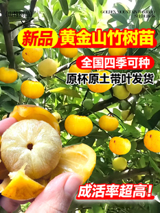 黄金山竹树苗带果庭院盆栽地栽水果树果苗南北方耐寒四季种植嫁接