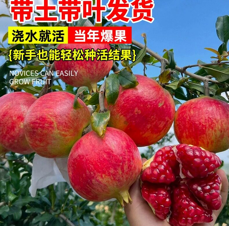 突尼斯石榴树庭院树苗图片
