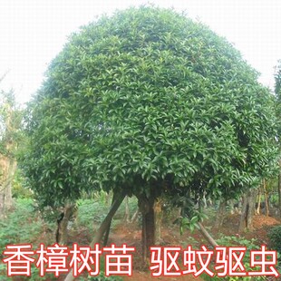 香樟树苗龙脑小苗驱蚊虫四季常青庭院绿化工程盆栽地栽南北方种植