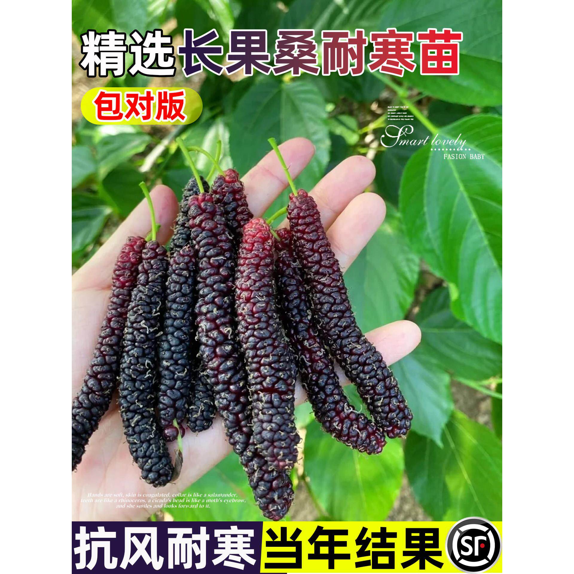 长果桑葚树苗耐寒盆栽无籽十黑桑大果树地栽庭院正宗台湾带果嫁接