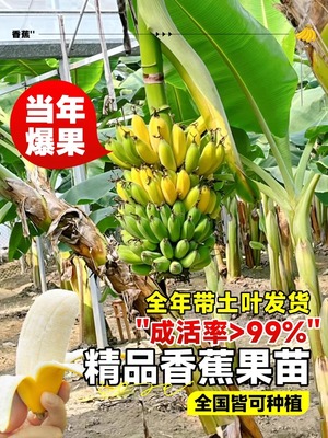 香蕉树苗芭南北方耐寒室内