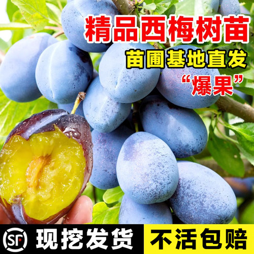 西梅树苗庭院果南方北种植绿