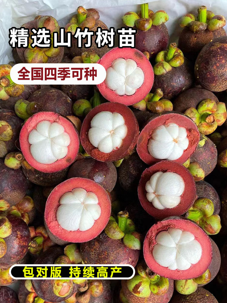 山竹树苗正宗无核山竹果苗南方北方种植四季庭院盆栽地栽当年结果