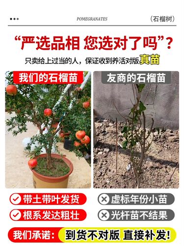 突尼斯石榴树盆栽庭院