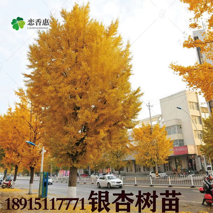 金叶银杏树苗小苗原生绿化种植图片