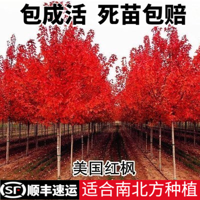 美国红枫树苗庭院风景大点