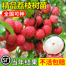 荔枝树苖无核妃子笑嫁接水果树苗糯米糍果苗当年结果桂味果树盆栽