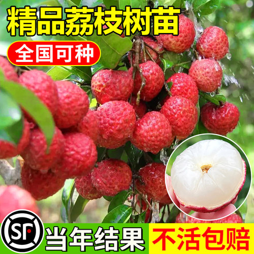 荔枝树苖无核妃子笑嫁接水果