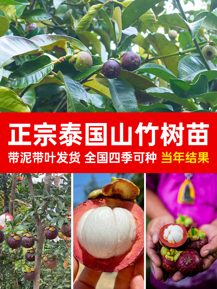 泰国山竹树苗带果四季盆栽图片
