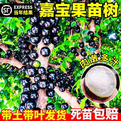 树葡萄苗果嘉宝正宗沙巴加