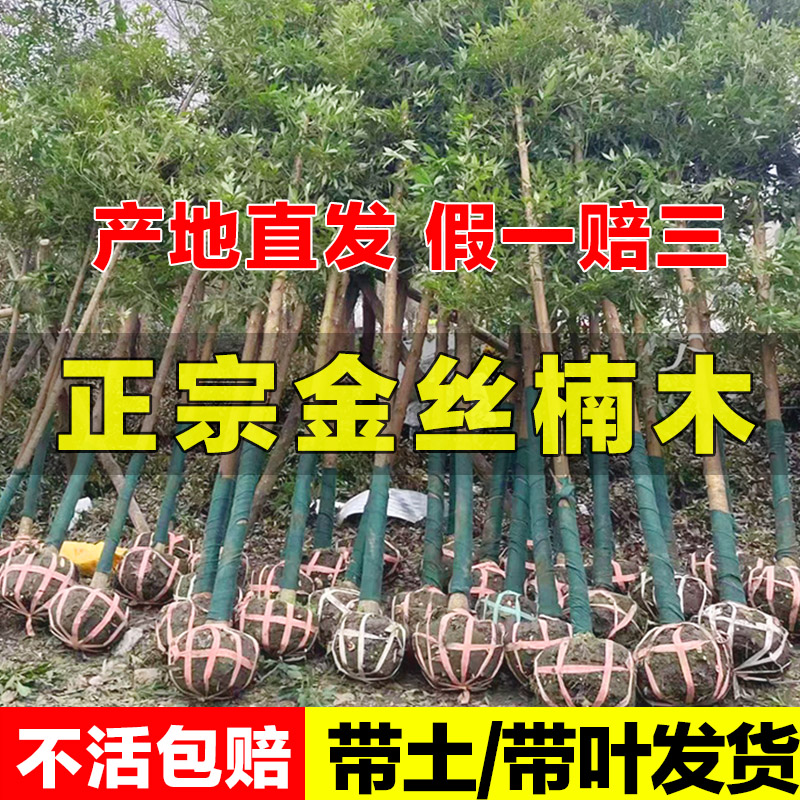 金丝楠木树苗正宗小叶桢楠珍稀名贵苗木庭院别墅地栽盆栽绿化大树 鲜花速递/花卉仿真/绿植园艺 行道树/乔木 原图主图