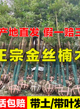 金丝楠木树苗正宗小叶桢楠珍稀名贵苗木庭院别墅地栽盆栽绿化大树