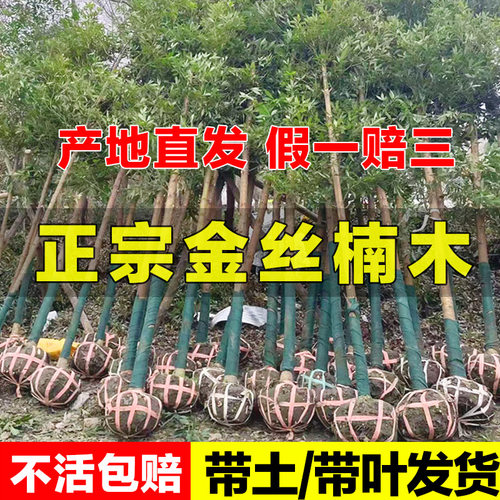 金丝楠木树苗正宗小叶桢珍稀