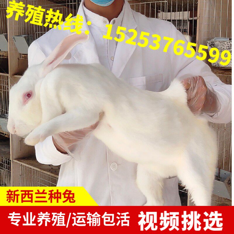 兔子活物成年兔活体新西兰肉兔种兔可繁殖巨型兔伊拉兔预定定金