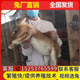 比利时种兔活体大型肉兔公羊兔活体大型成年肉兔大流士兔预定定金