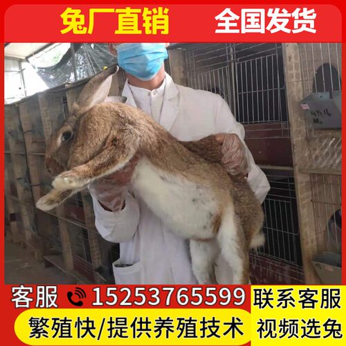 比利时肉兔活物大流士兔抗病强