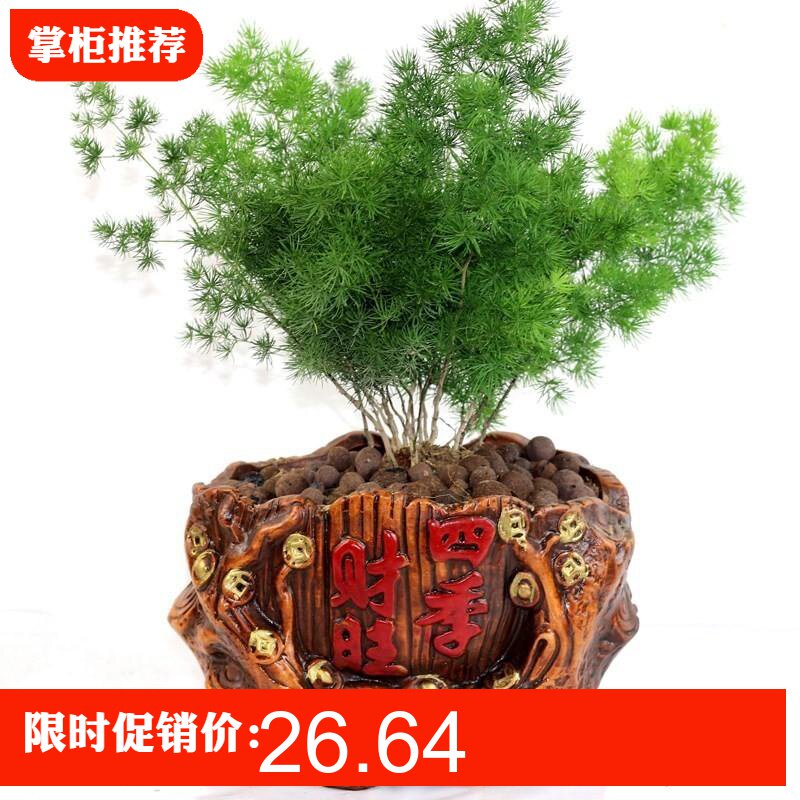 金钱松盆栽 价格 怎么样 图片