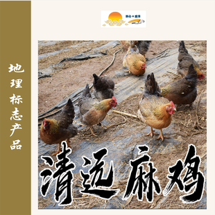 粤莨宝清远麻鸡 阳山果园走地鸡 农家散养鸡产地直发整只