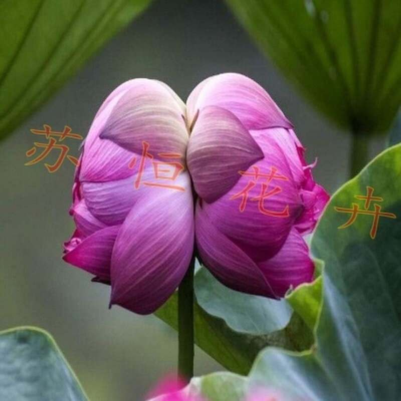 莲并蒂莲池塘花碗苗花种水盆栽绨四季荷家庭莲藕观赏苗e并水生花