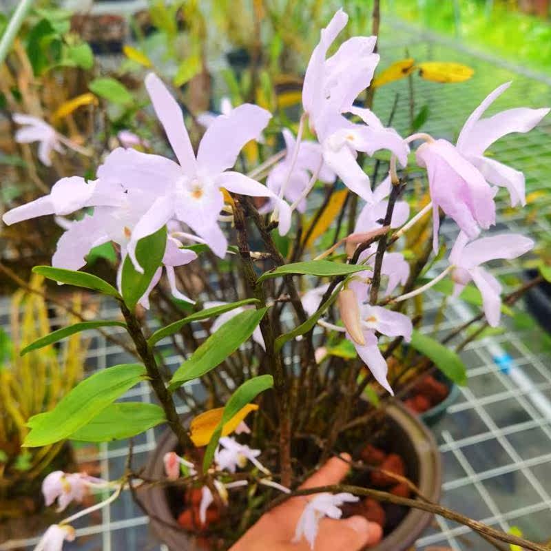 广东石斛 川大花 粉色广东石斛 稀有品种 开花漂亮 粉色花 像铜皮