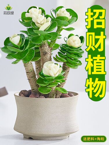 室内盆景植物推荐
