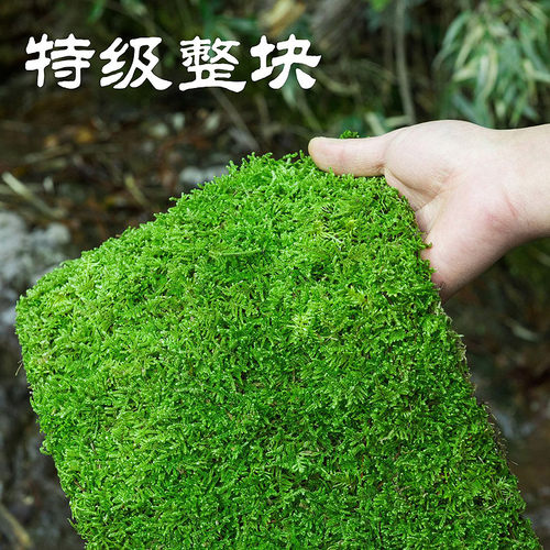 山里花木特级整块苔藓微景观