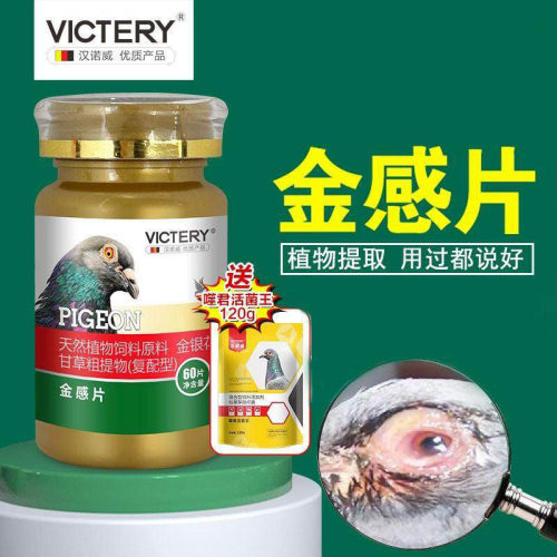 汉诺威金感片赛信鸽流泪张口呼吸脏鼻头飞不高飞不远鸽子用品大全