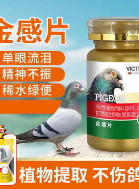 鸽子呼吸道非鸽药汉诺威金感片赛信鸽眼睛流泪张口呼吸甩鼻