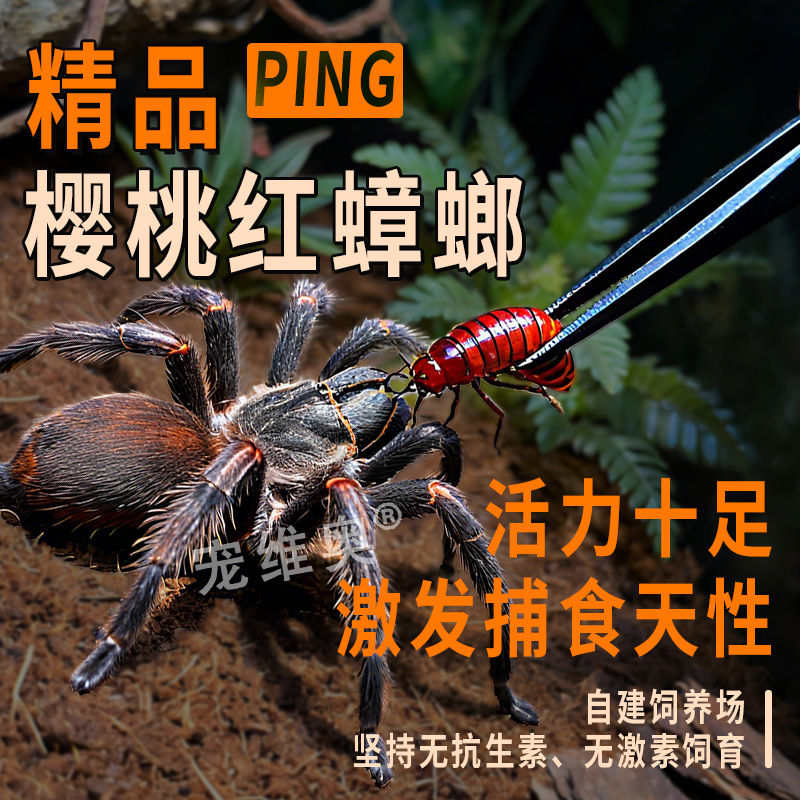 宠维奥樱桃红蟑螂活体爬宠饲料