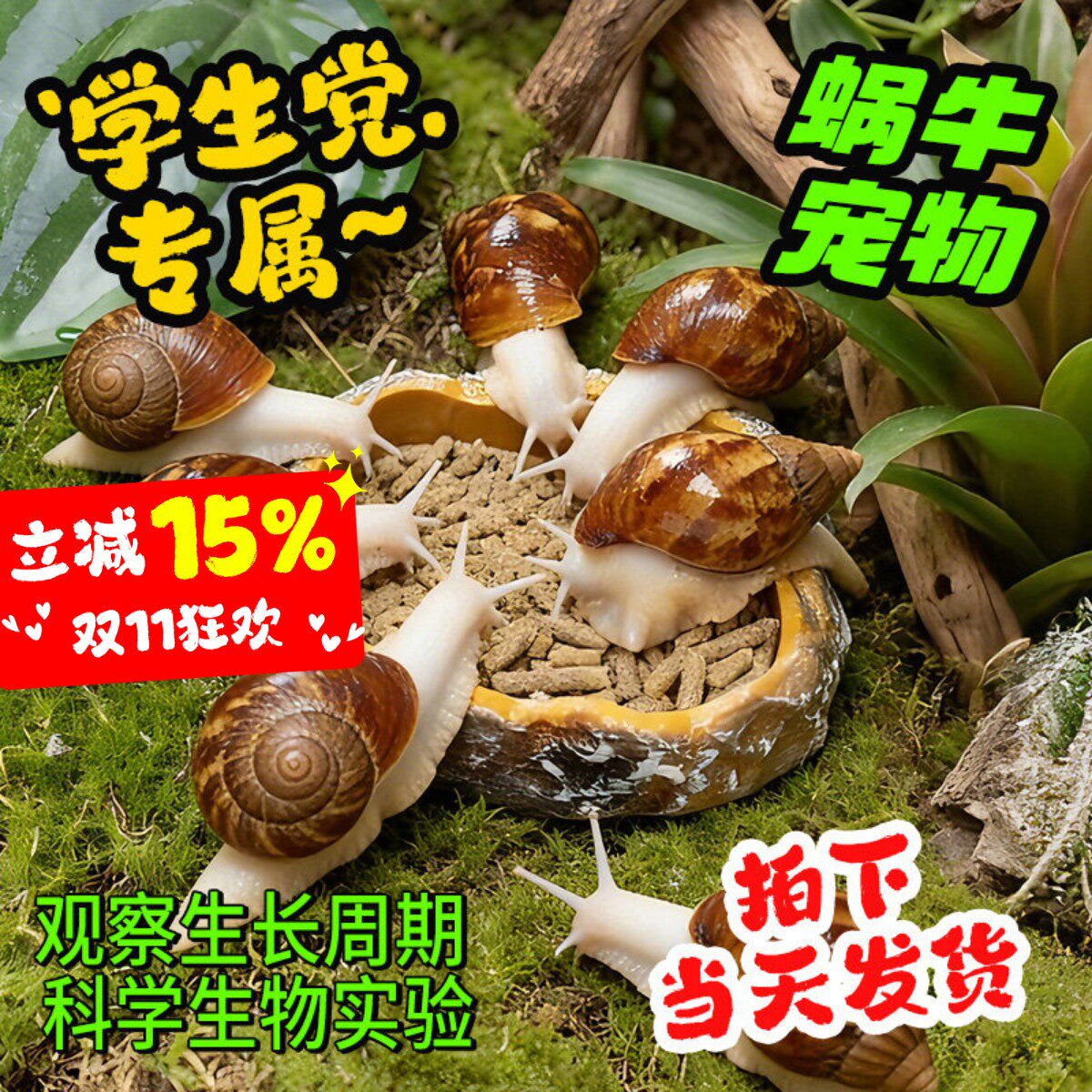 活体大蜗牛宠物学生实验白玉蜗牛观赏盒幼儿园教学观察包活赠饲料