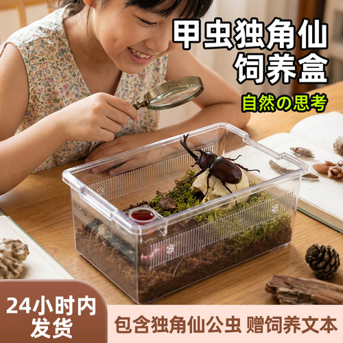 宠维奥甲虫活体成虫饲养盒观察盒