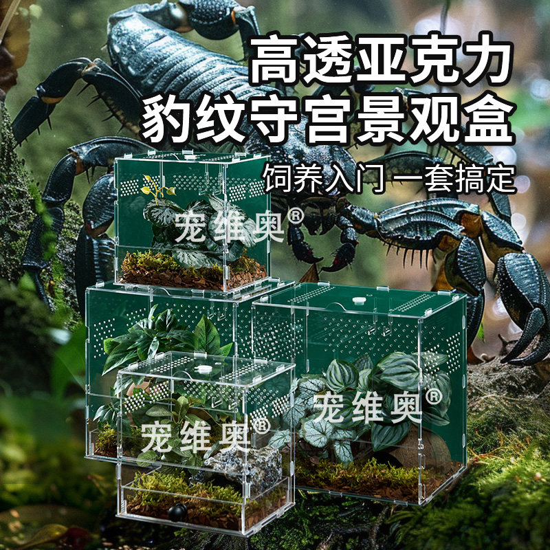 雨林蝎专用饲养套餐爬宠亚克力饲养盒桌面大号景观饲养箱蝎子套餐