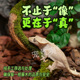 纯天然爬宠饲养箱藤条造景自然生长藤蔓树栖类捷角守宫寄居蟹攀爬